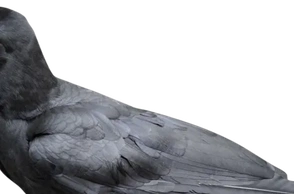 К чему снится ворона