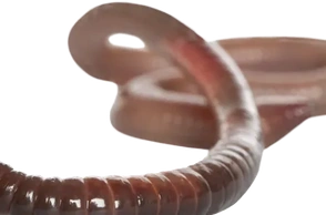 К чему снятся глисты